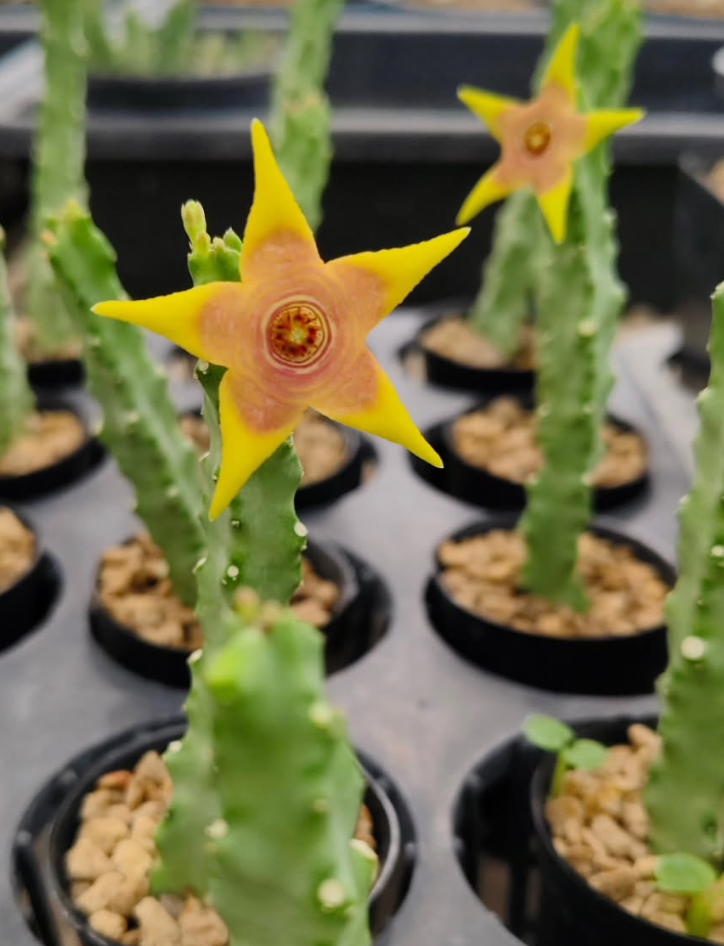 Monolluma 'Candle Flame' 5 Pieces Seeds