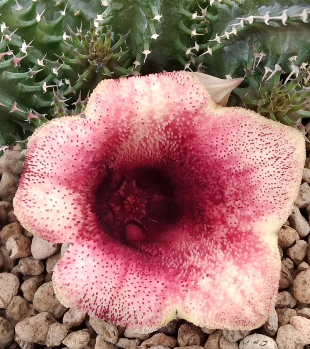 Tavaresia Mermaid 6 Pieces Seeds