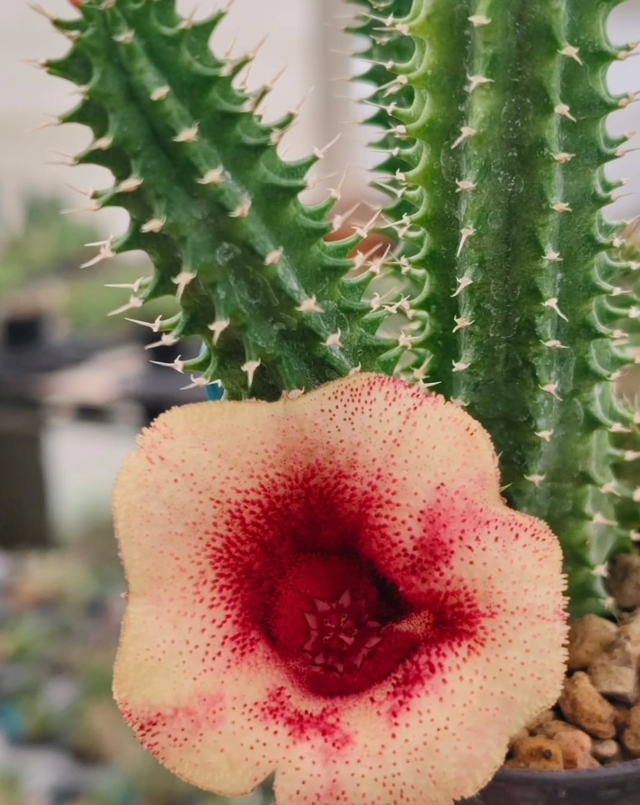 Tavaresia Mermaid 6 Pieces Seeds