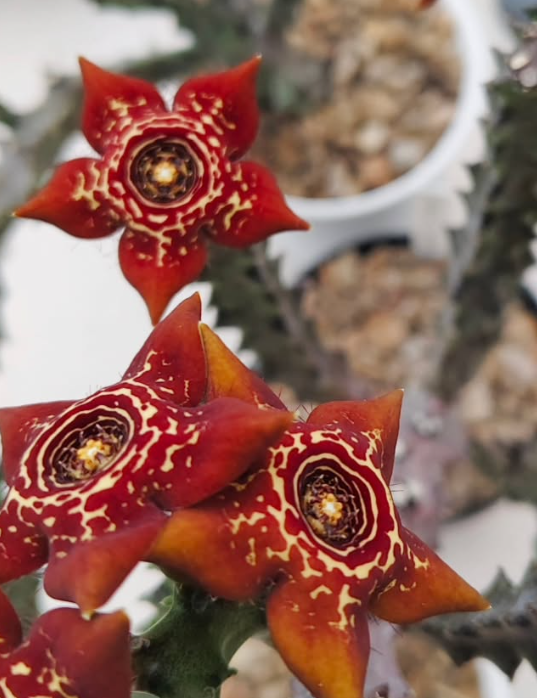 Caralluma 'Lucifer' 5 Pieces Seeds