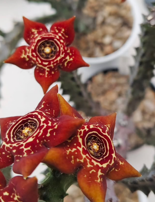 Caralluma 'Lucifer' 5 Pieces Seeds