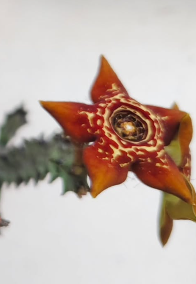 Caralluma 'Lucifer' 5 Pieces Seeds