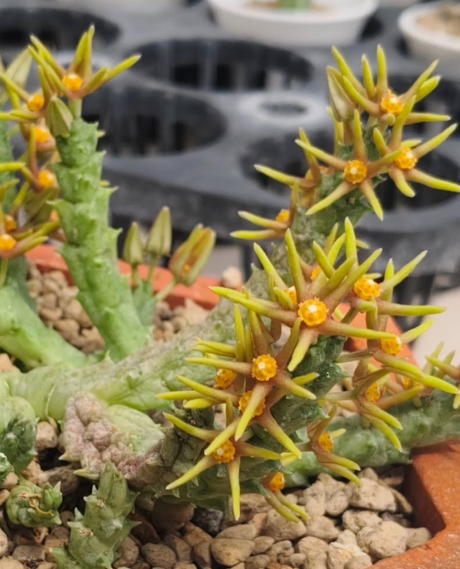Orbea wissmannii var. eremastrum 6 Pieces Seeds