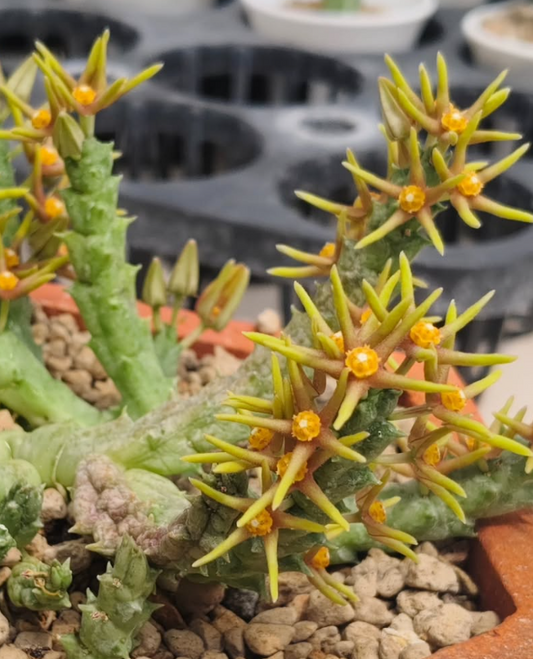 Orbea wissmannii var. eremastrum 6 Pieces Seeds
