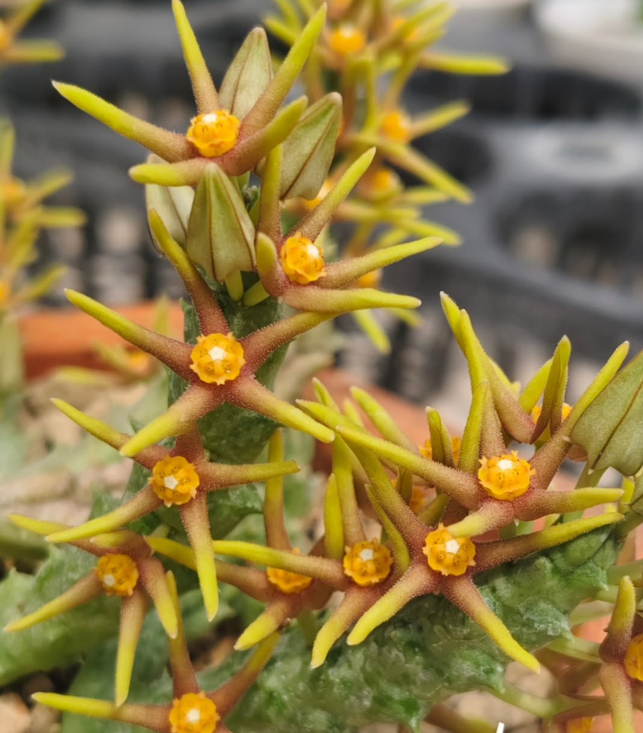 Orbea wissmannii var. eremastrum 6 Pieces Seeds