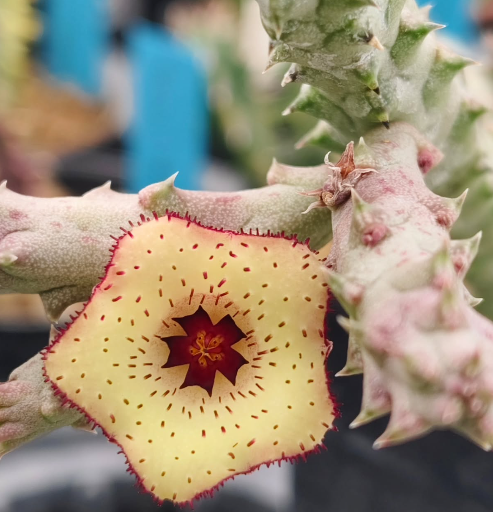 Stapelianthuernia ' Honey ' 5 Pieces Seeds