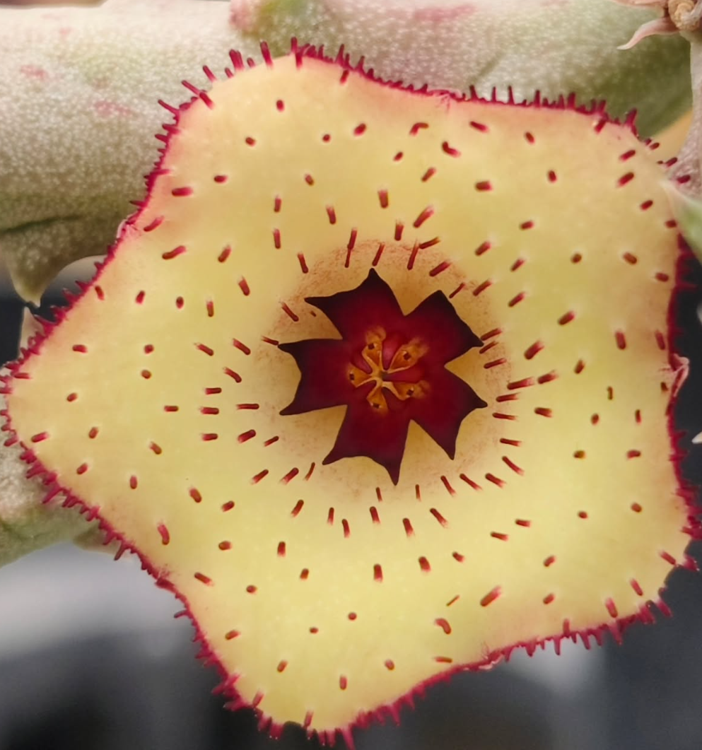 Stapelianthuernia ' Honey ' 5 Pieces Seeds