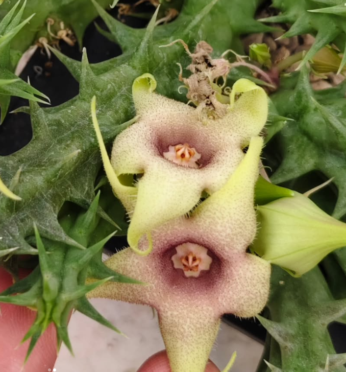 Huerorbea Yellow Pastel 5 Pieces Seeds