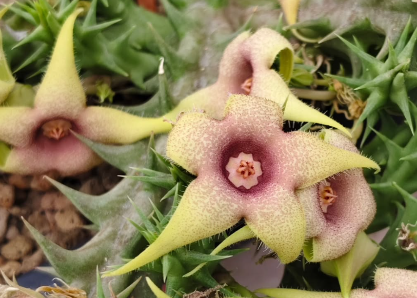 Huerorbea Yellow Pastel 5 Pieces Seeds