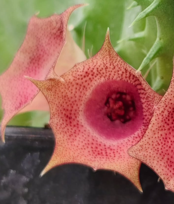 Huernia 'Red Circle' 5 Pieces Seeds