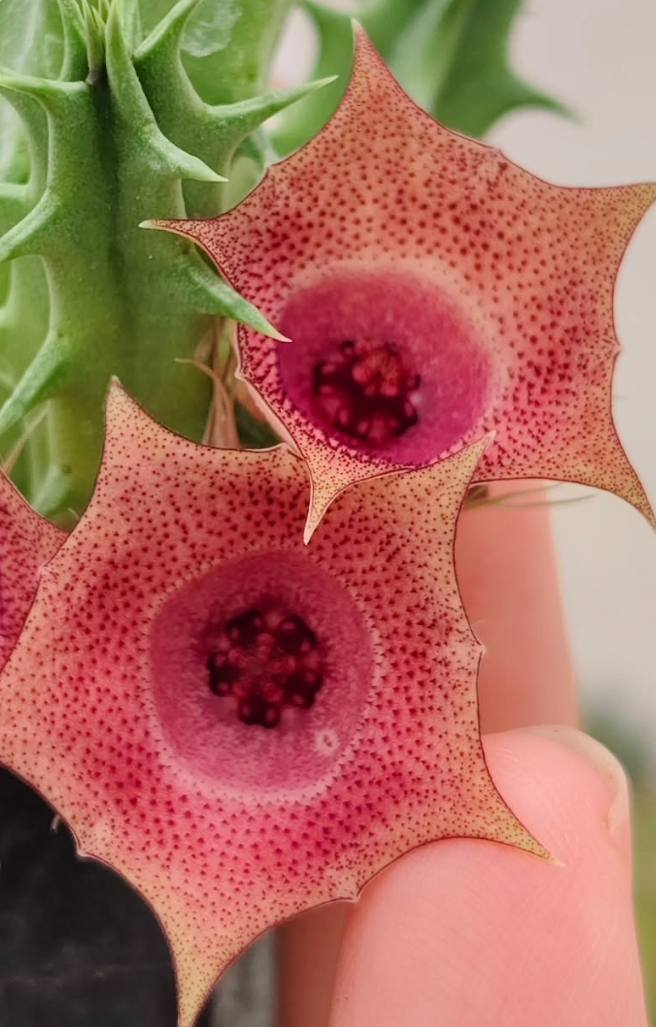 Huernia 'Red Circle' 5 Pieces Seeds