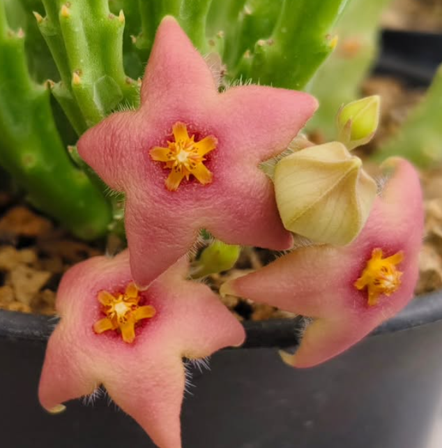 Stapelia divaricata pink 5 Pieces Seeds