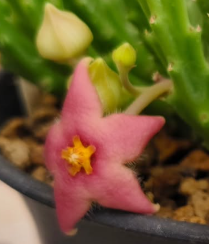 Stapelia divaricata pink 5 Pieces Seeds