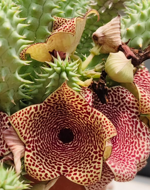 Huerhoodia Tornado 5 Pieces Seeds