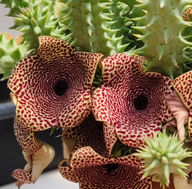 Huerhoodia Tornado 5 Pieces Seeds