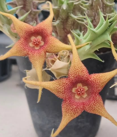 Huerorbea Sunshine 5 Pieces Seeds