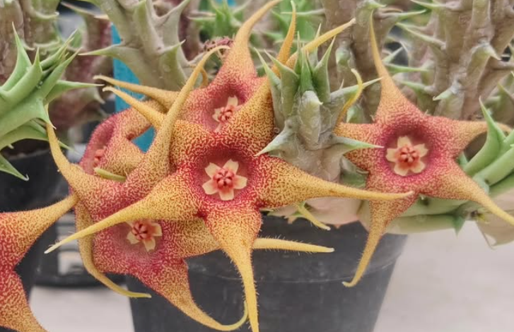 Huerorbea Sunshine 5 Pieces Seeds