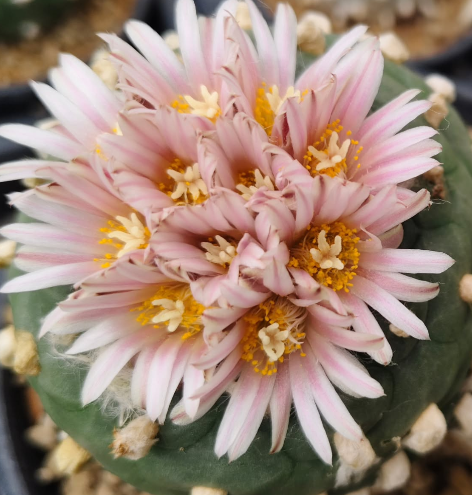 Lophophora koehresii 10 Pieces Seeds