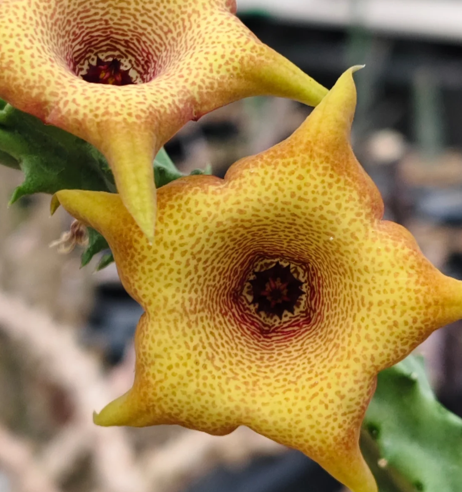 Monolluernia 'Moonlight' 5 Pieces Seeds