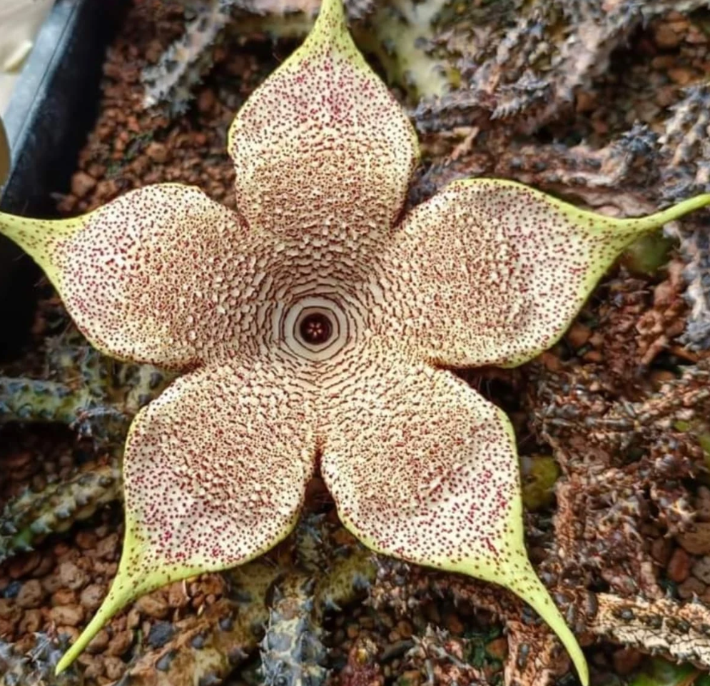 Edithcolea grandis Filtu Ethiopia 5 Pieces Seeds