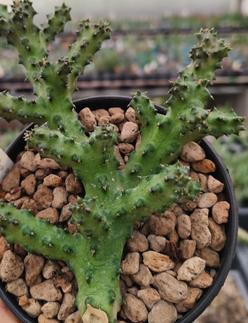 Edithcolea grandis Filtu Ethiopia 5 Pieces Seeds