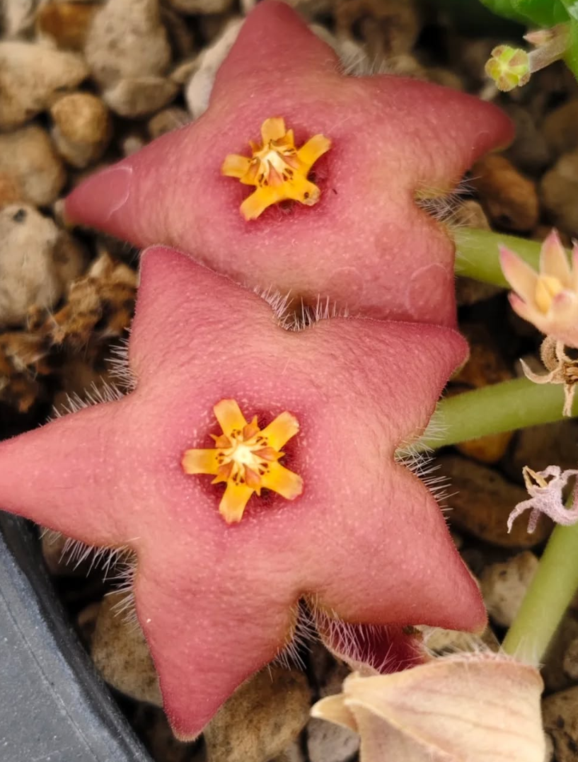 Stapelia divaricata pink 5 Pieces Seeds