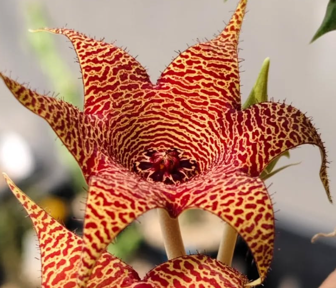 Huerorbea Mars 5 Pieces Seeds