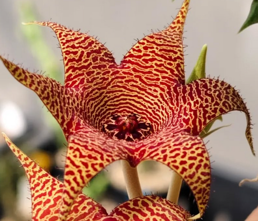Huerorbea Mars 5 Pieces Seeds