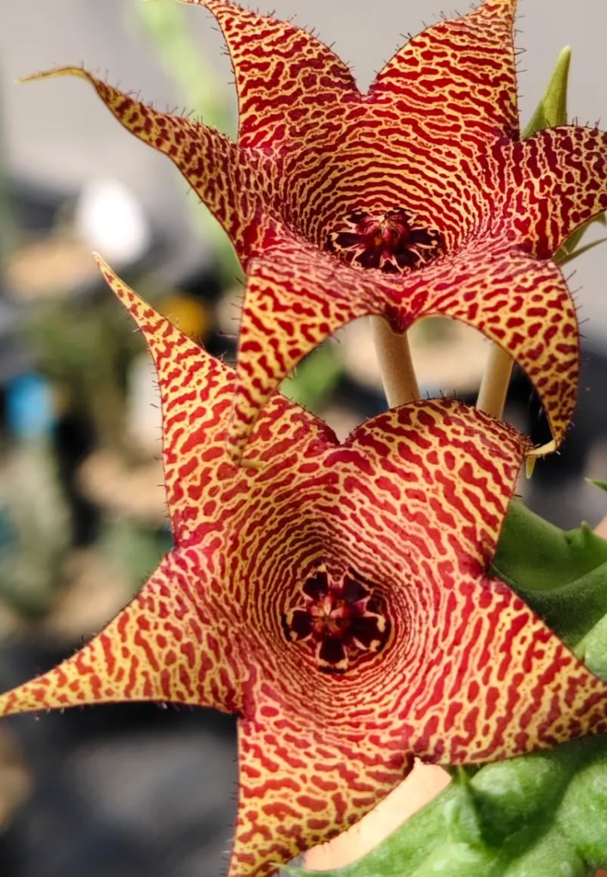 Huerorbea Mars 5 Pieces Seeds