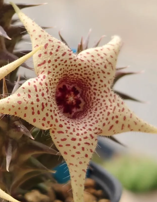 Huerorbea Soft Colour 5 Pieces Seeds