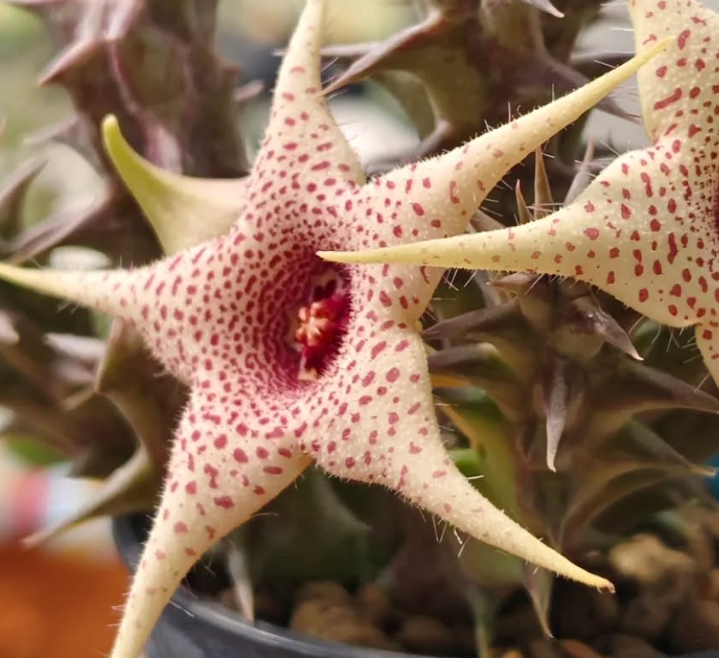 Huerorbea Soft Colour 5 Pieces Seeds