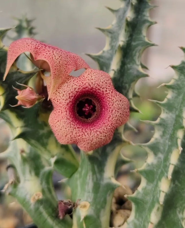 Huernia ' Berries ' 5 Pieces Seeds