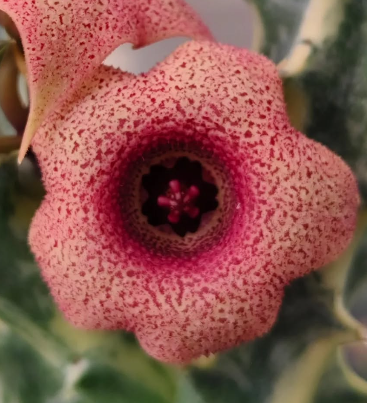 Huernia ' Berries ' 5 Pieces Seeds