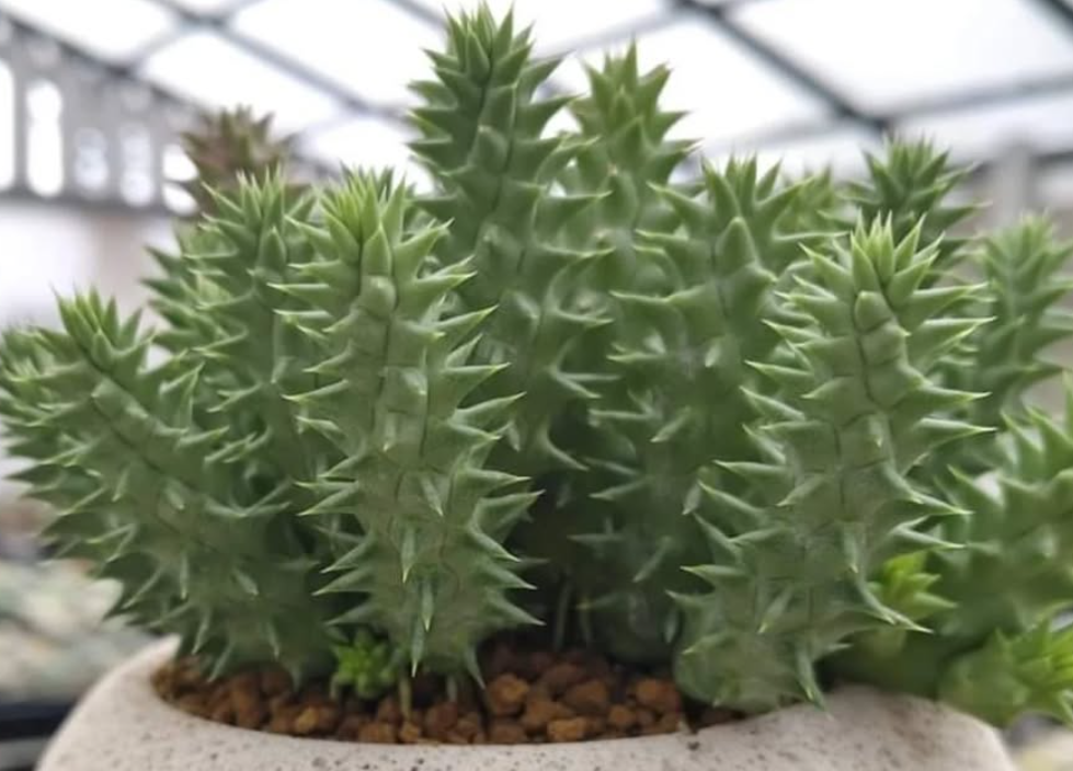 Huerhoodia Depression 5 Pieces Seeds