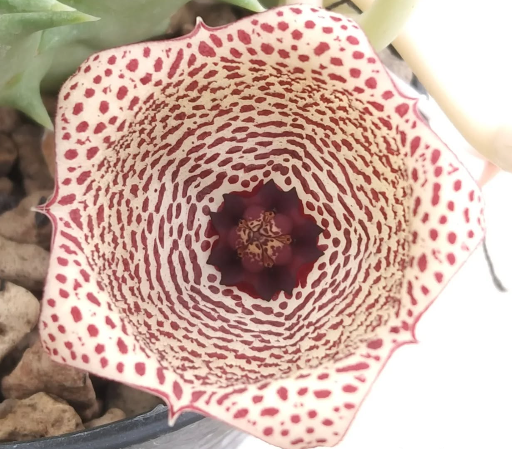 Huerhoodia Depression 5 Pieces Seeds