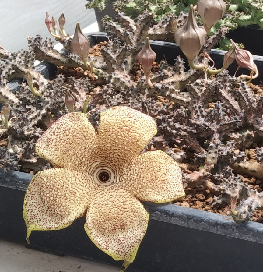 Edithcolea grandis Filtu Ethiopia 5 Pieces Seeds