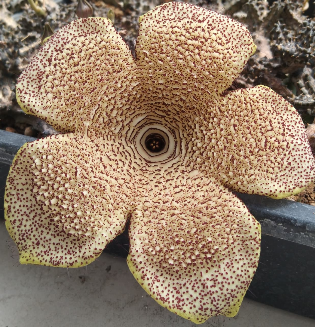 Edithcolea grandis Filtu Ethiopia 5 Pieces Seeds