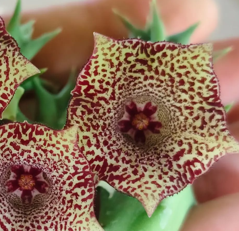 Huernia 'Sugar' 5 Pieces Seeds