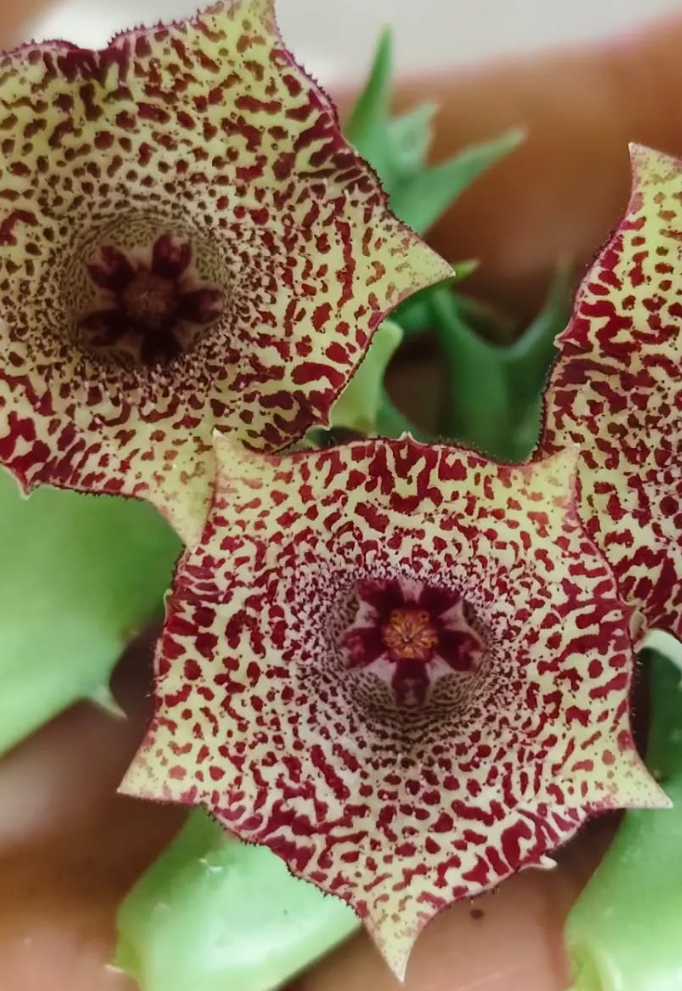 Huernia 'Sugar' 5 Pieces Seeds