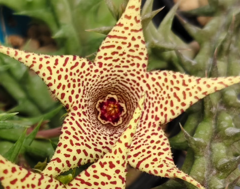 Huerorbea Dotted Moon 5 Pieces Seeds
