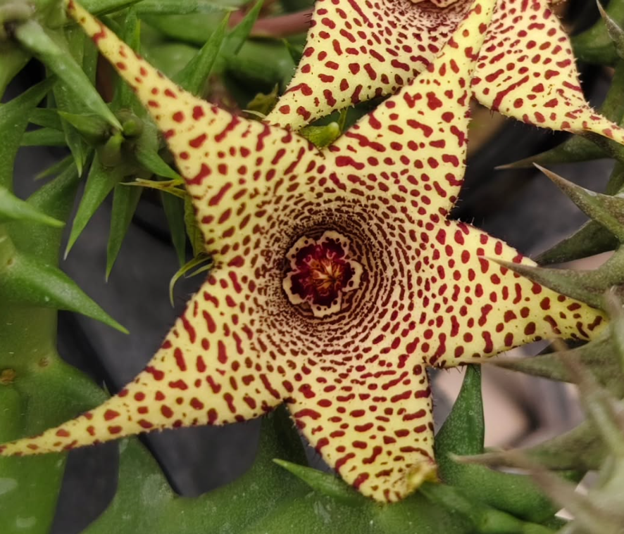 Huerorbea Dotted Moon 5 Pieces Seeds