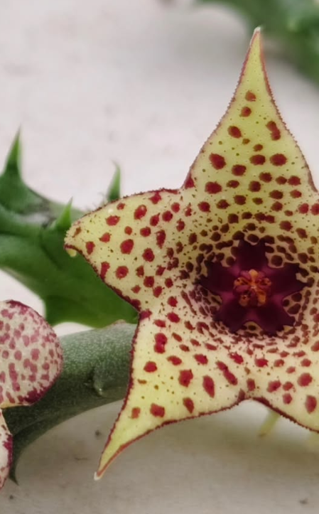 Huerorbilianthus Polka Dot 5 Pieces Seeds