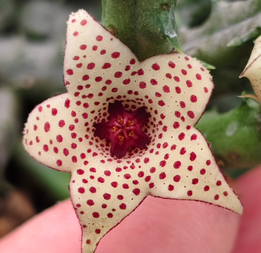 Huerorbilianthus Polka Dot 5 Pieces Seeds