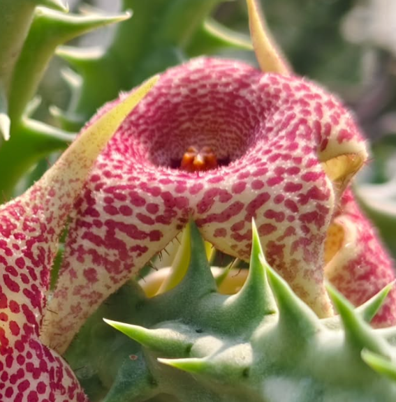 Huerorbea Beautiful 5 Pieces Seeds