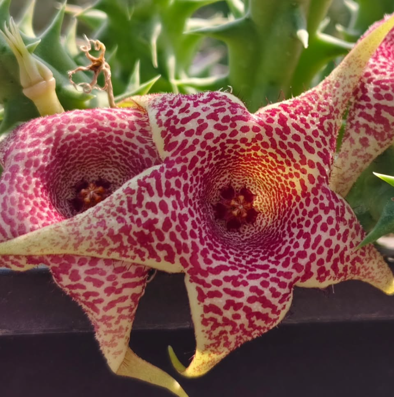 Huerorbea Beautiful 5 Pieces Seeds