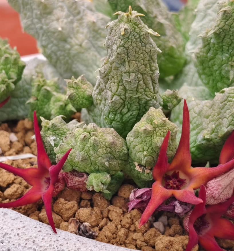 Stapelianthus insignis x Pseudolithos migiurtinus ' Jovanna ' 10 Pieces Seeds
