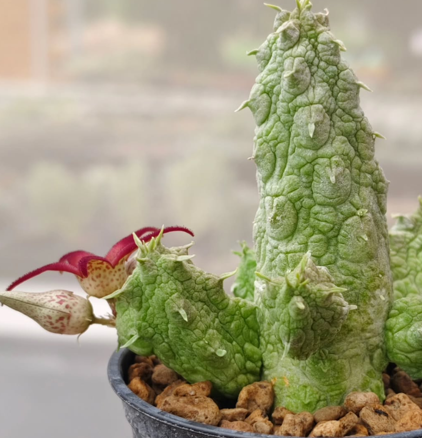 Stapelianthus insignis x Pseudolithos migiurtinus ' Jovanna ' 10 Pieces Seeds