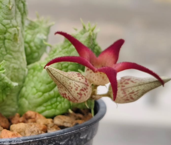 Stapelianthus insignis x Pseudolithos migiurtinus ' Jovanna ' 10 Pieces Seeds