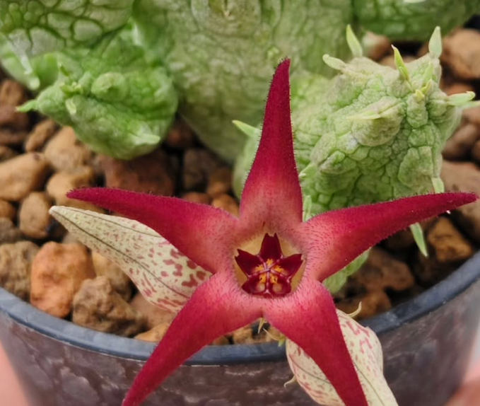 Stapelianthus insignis x Pseudolithos migiurtinus ' Jovanna ' 10 Pieces Seeds
