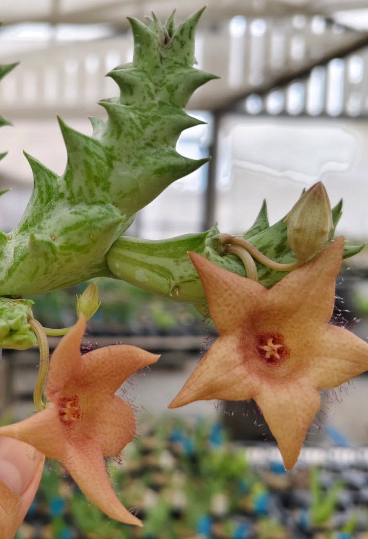 Duvalia sulcata x Whitesloanea crassa Rosa 5 Pieces Seeds